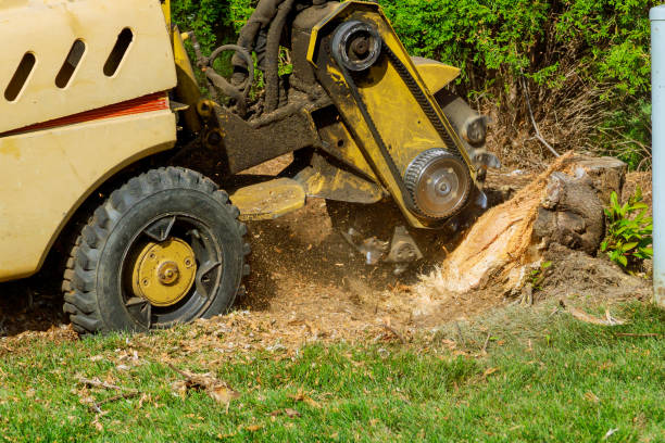 Best Commercial Tree Services  in King, NC