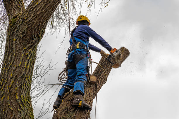 Trusted King, NC Tree Removal Experts